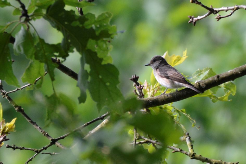 welke vogel is dit ?